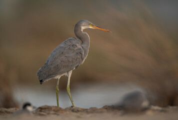 A portrait of a Western reef heron at Asker marsh, Bahrain
