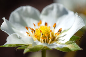 Fototapeta na wymiar Strawberry blooming white spring flower with blur natural background macro