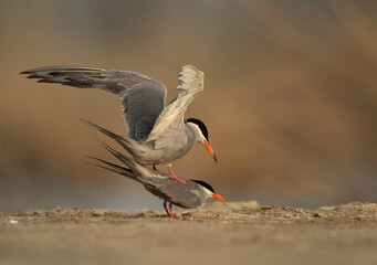White-cheeked Tern mating at Asker marsh, Bahrain