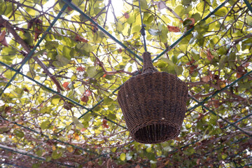 Rattan baskets as lampshades in the garden