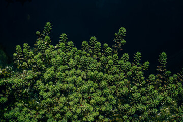 green aquatic plants swimming on water surface