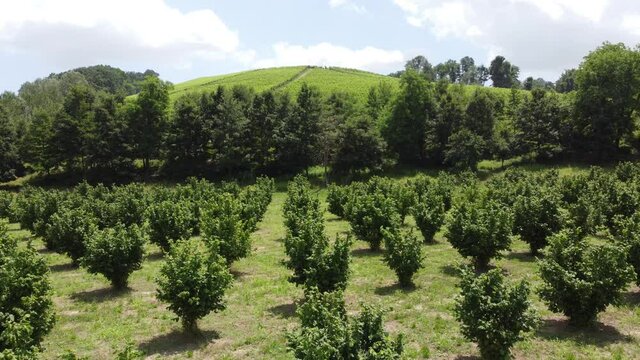 A field of young hazelnut trees near Alba in Piedmont, Italy