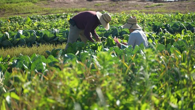 Low angle view of two men on farm harvesting colorful swiss chard in the morning wearing straw hats.