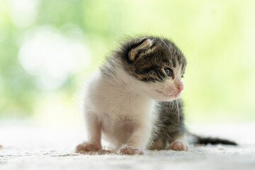 2 Wochen altes Katzenbaby