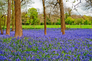 Naklejka premium Bluebell Woods Spring Flowers Greys Court Oxfordshire England