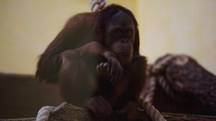 wild brown macaque sitting near rope in zoo.