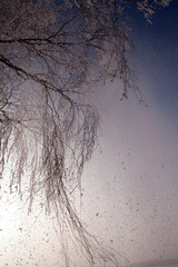 winter weather in the park or forest