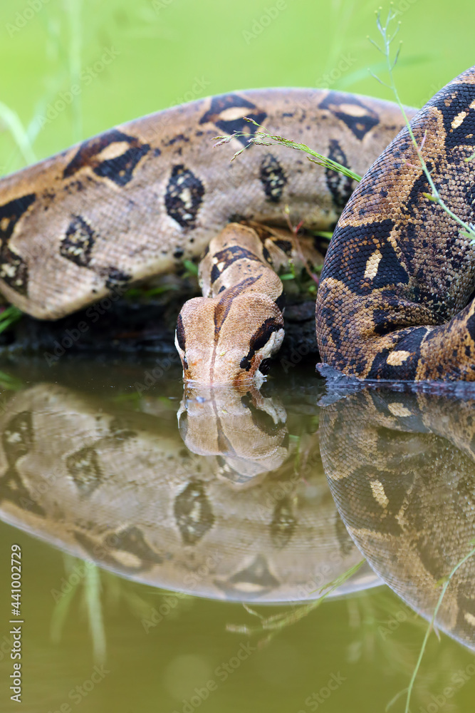 Poster The boa constrictor (Boa constrictor), also called the red-tailed or the common boa drinks from a dark turbid pool.