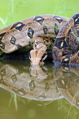 The boa constrictor (Boa constrictor), also called the red-tailed or the common boa drinks from a dark turbid pool.