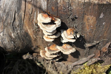 mushrooms on tree
