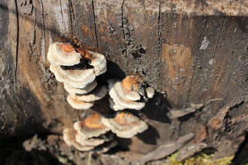 mushrooms on tree