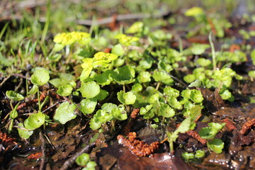 sprout growing in soil
