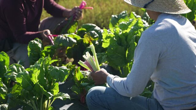 Closeup of two men picking colorful swiss chard wearing a straw hats on a farm in the morning.