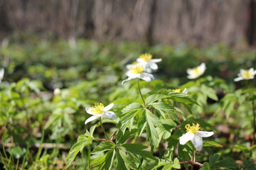 daisies in a meadow