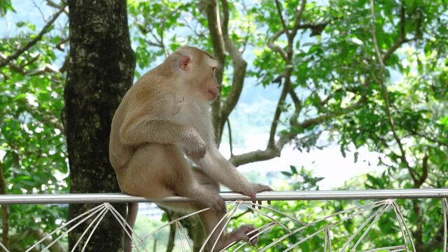 Thai Monkey on the wall .Video Close-up, 4k Resolution.
