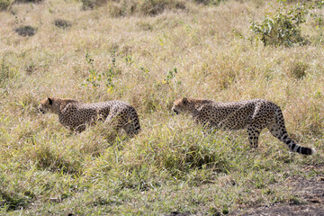 Kruger National Park: cheetah