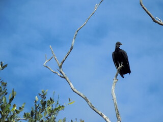 Vulture on a tree