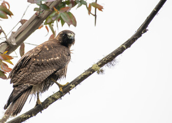 immature variable hawk