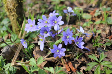 flowers in the forest