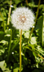 Dandelion in garden, in spring