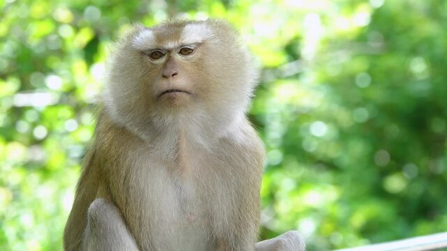 A cute baby monkey sits on a tree, watching the atmosphere in the forest.Video Close-up, 4k Resolution.