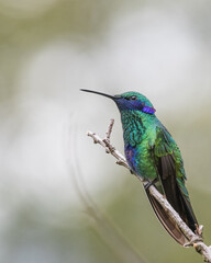 sparkling violetear