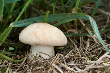 Edible mushroom Calocybe gambosa in the meadow. Known as St. George's mushroom. Wild fungus growing...