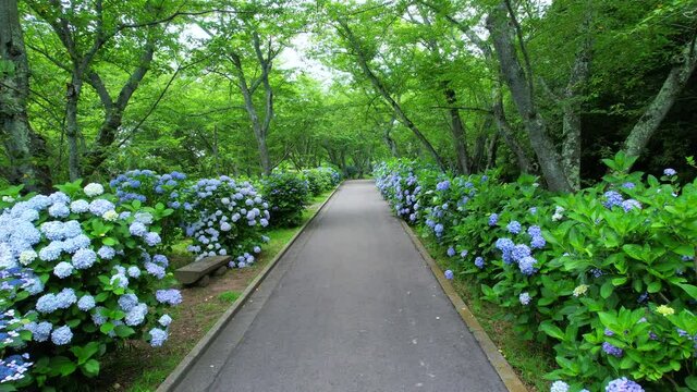 紫雲出山の紫陽花ロード