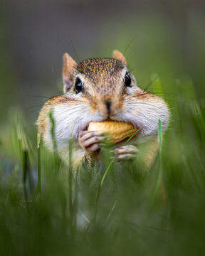 Closeup of a wild chipmunk outdoors eating peanuts