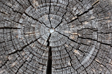 Fototapeta premium cross section of tree