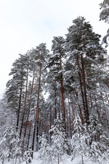 snow covers the ground and trees, plant in winter