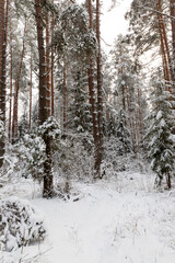 cold winter weather in the park or forest