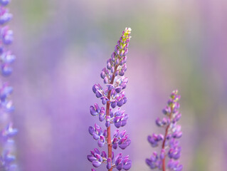 field of blooming lupines