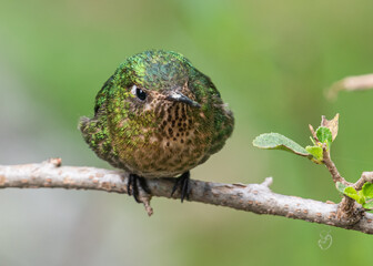 female portrait of a tyrian metaltail hummingbird