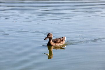 waterfowl wild birds ducks in the wild