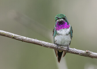 adult male white bellied woodstar
