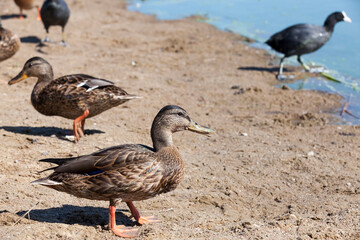 wild ducks during recreation and hunting