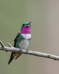 adult male white bellied woodstar