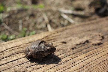 frog sitting on the ground