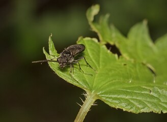 insect Tiphiidae on a leaf