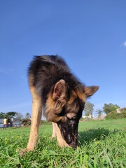 young healthy wolf like german shepherd dog in nice blue sky and green grass background