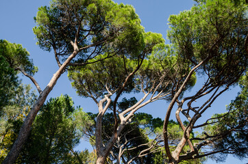 Exotic pine trees in the Alupka park - 441007139