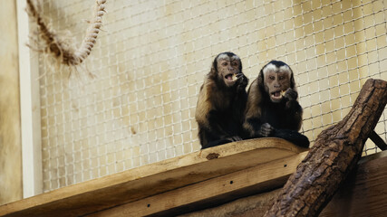 close up of brown chimpanzee eating bread in cage.