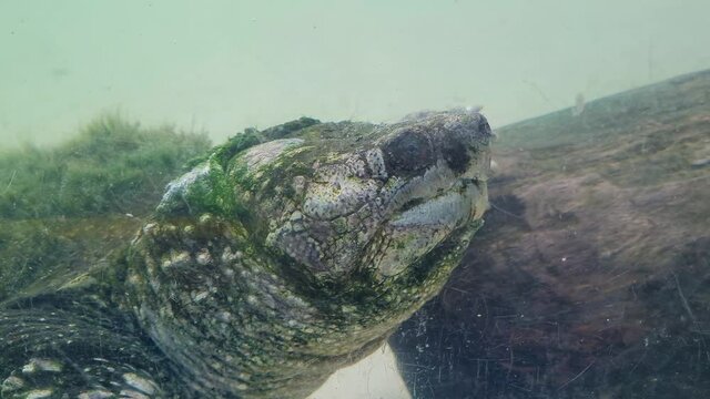 Aquatic turtle submerged in a transparent pond
