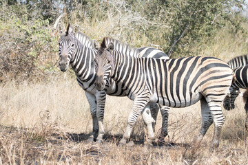 Fototapeta na wymiar Kruger National Park: zebra