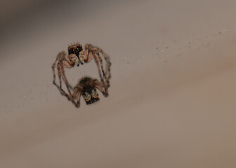 jumping spider