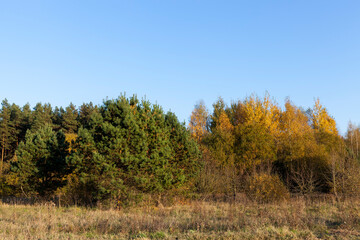 deciduous oak trees in the forest or in the Park