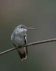 Green and white hummingbird, endemic hummingbird to peru
