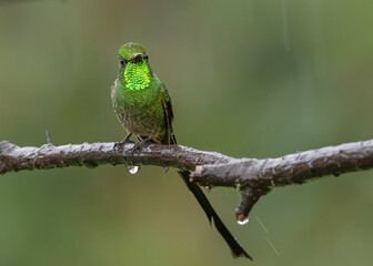 adult male black tailed trainbearer