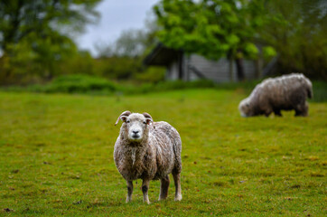Fototapeta premium Sheep in Dartmoor